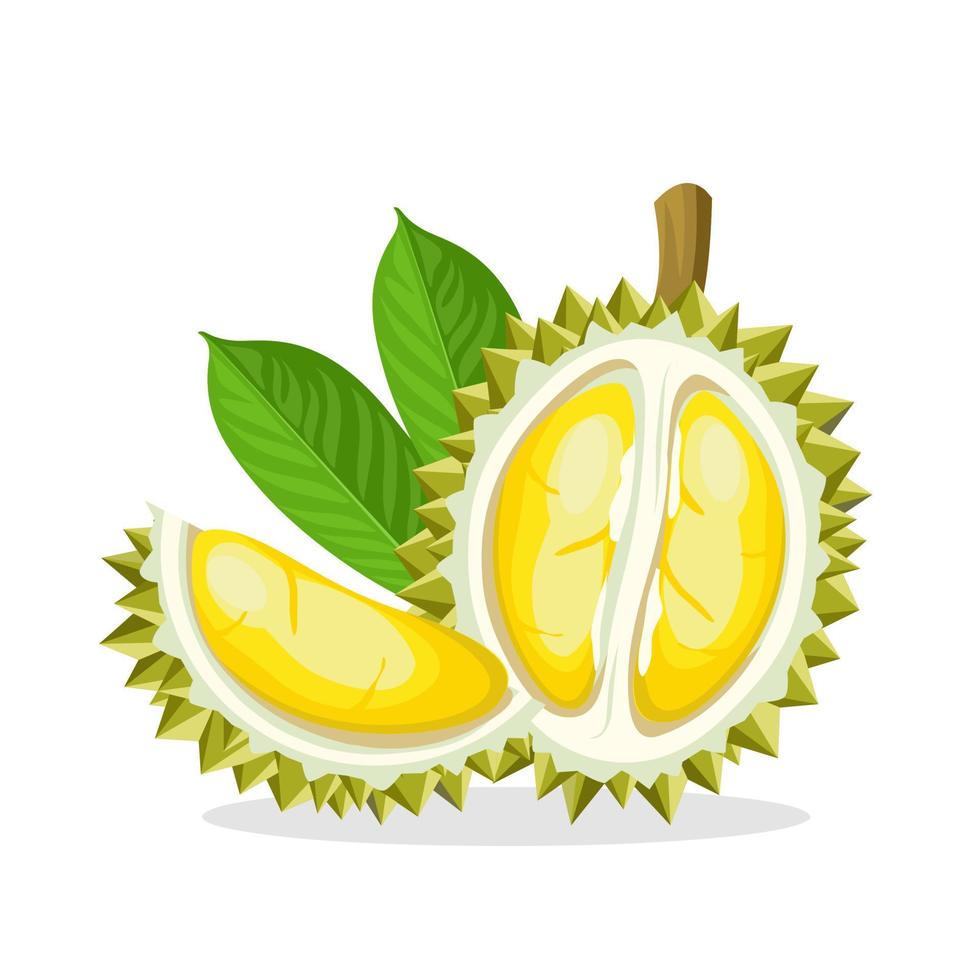 ilustración vectorial de una fruta duriana, aislada en un fondo blanco. vector