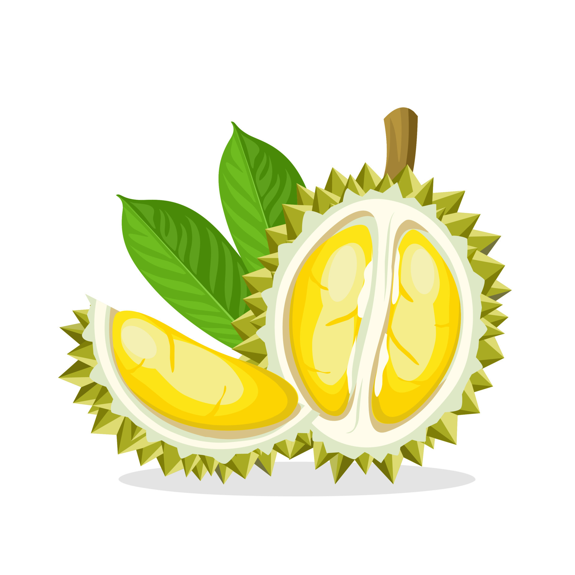 Vector illustration of a durian fruit, isolated on a white background 