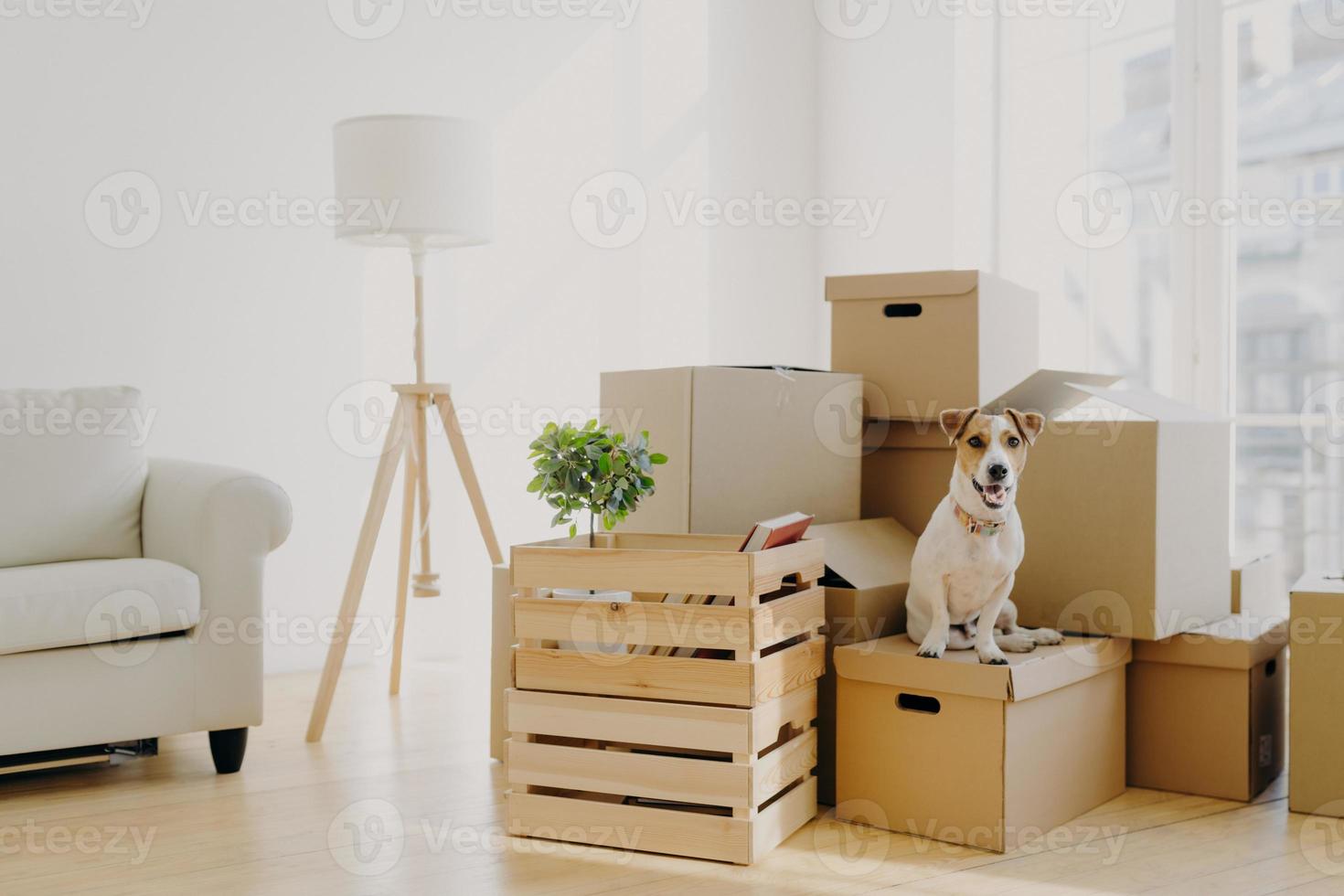 Photo of pedigree cute dog poses on pile of cardboard boxes with owner belongings, relocate in new flat, empty room with white walls, lamp and sofa, big window. Animals and Moving Day concept