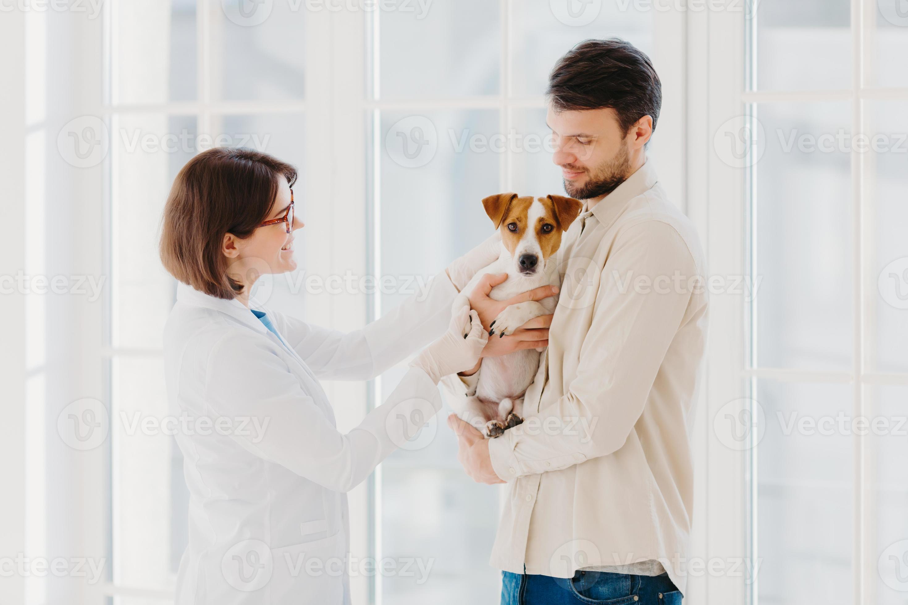 Sideways shot of veterinary woman going to examine sick dog. Jack russell  terrier dog and his owner come to vet clinic, need help to cure disease,  stand against window. Taking care of animals 8829259 Stock Photo at Vecteezy