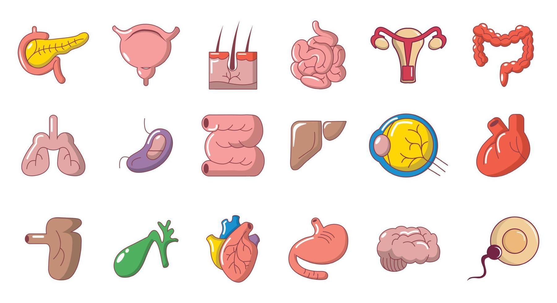 Human internal organ icon set, cartoon style vector