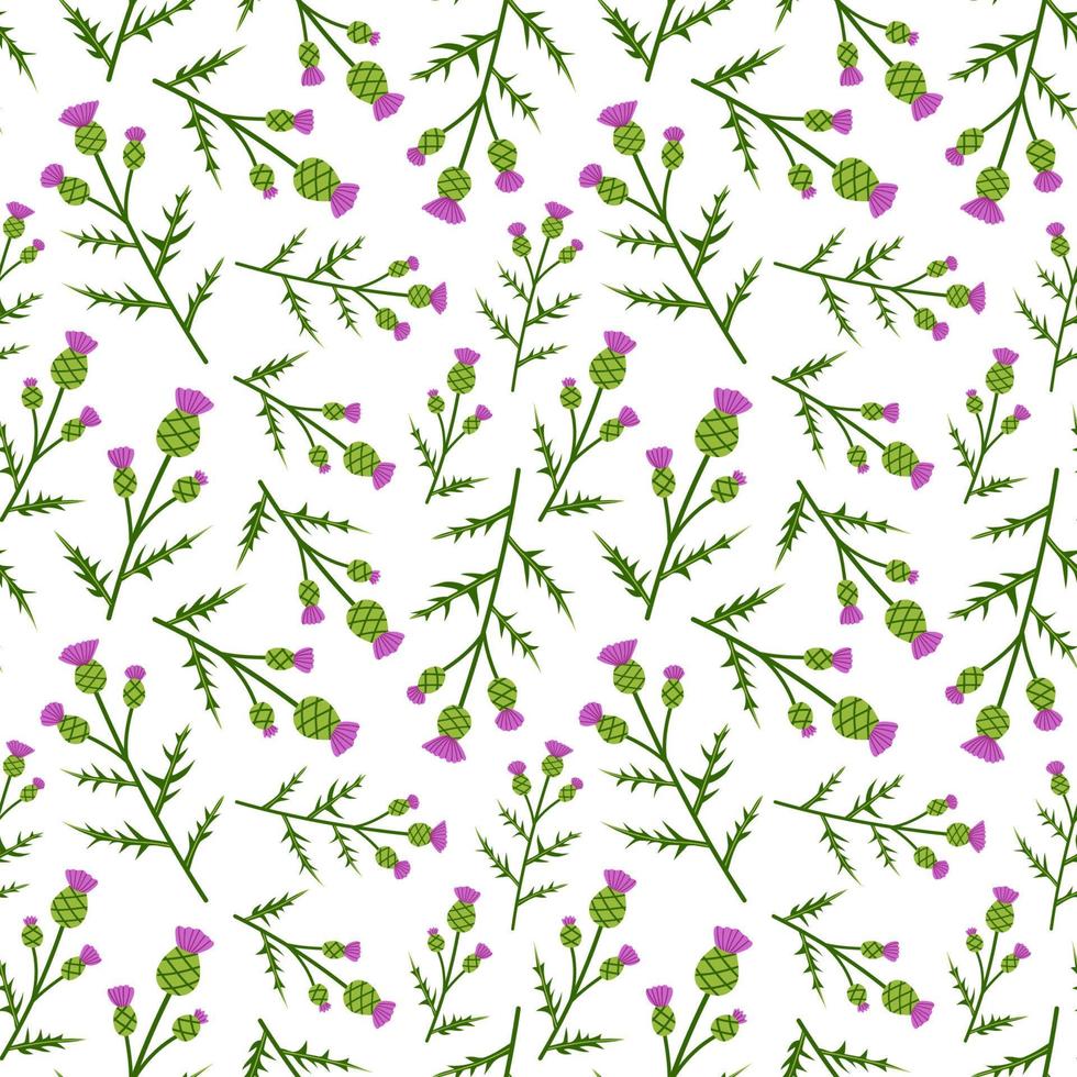 Seamless pattern with Thistle on white background vector