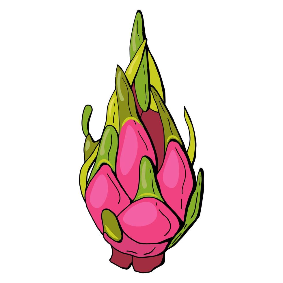Red Dragon fruit, pitahaya. White background, isolate.Vector illustration. Hand drawn style. vector