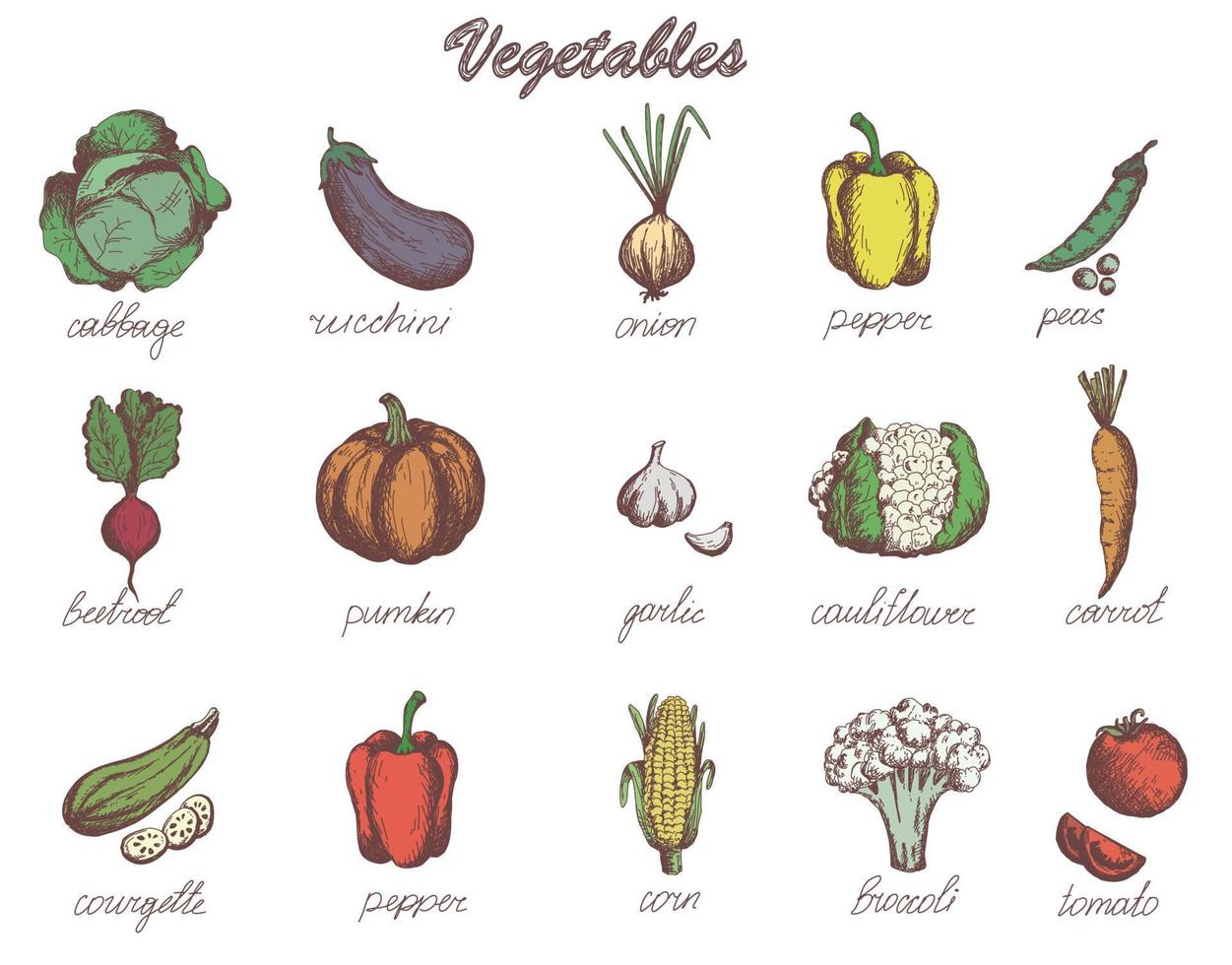 esbozar verduras establecer jardín colección de verduras calabaza tomate zanahoria repollo calabacín. colección dibujada a mano vector