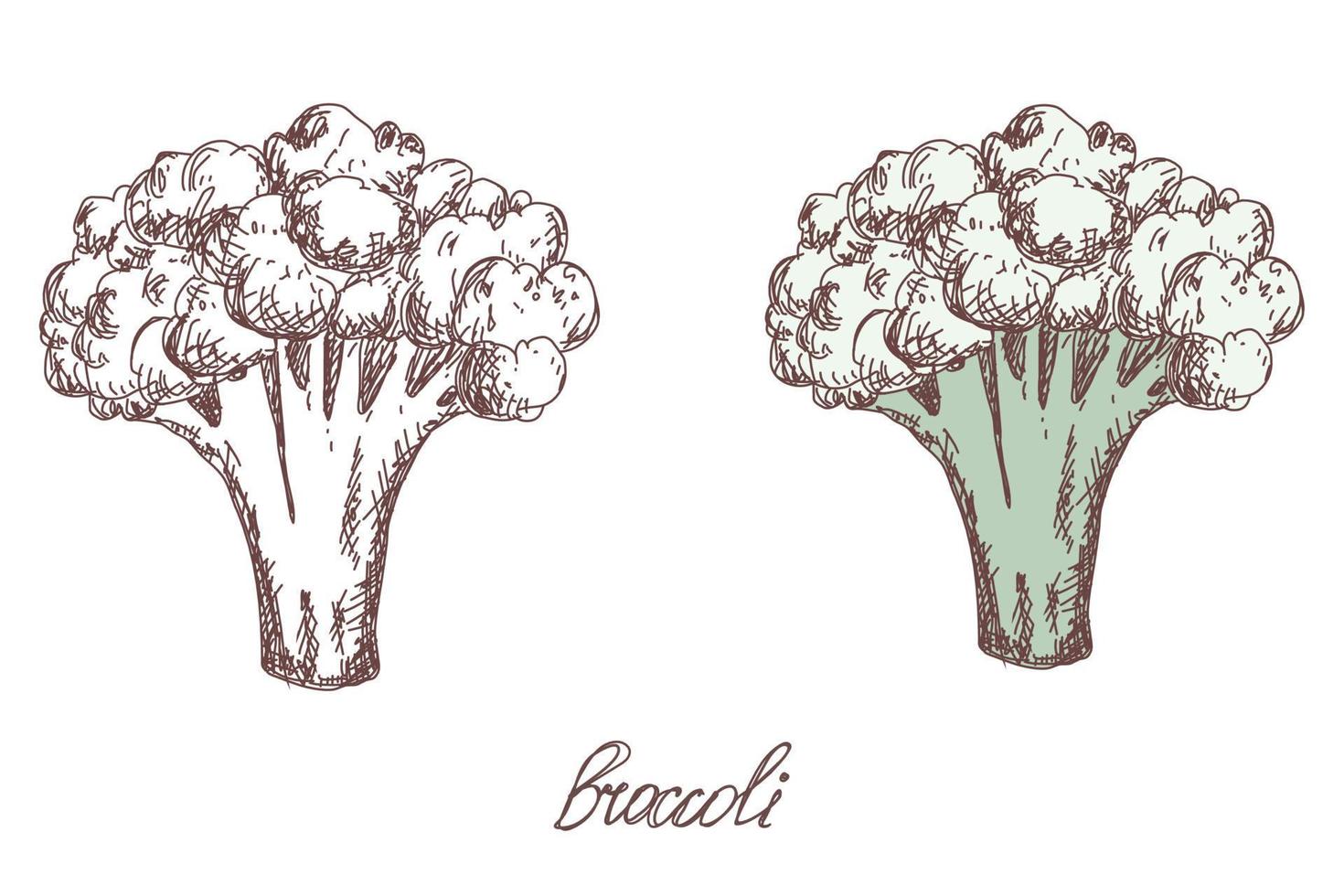 broccoli vegetable hand drawn vector llustration realistic sketch. Eco food. harvest. Color image and black and white outline. Vegetable isolated on white background. Cartoon simple flat style.