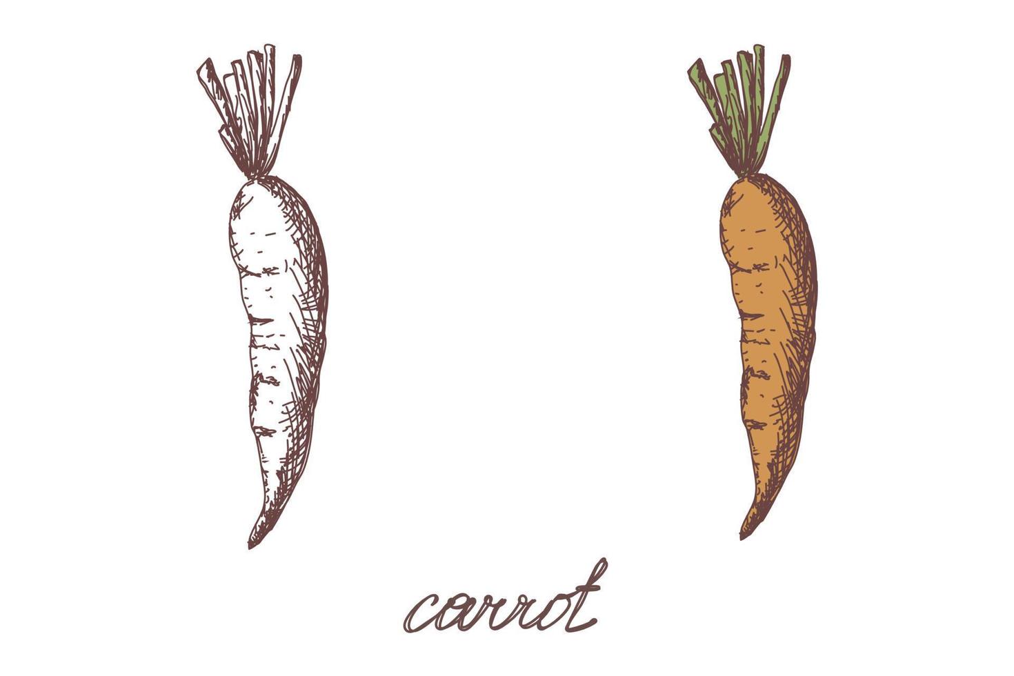 carrot vegetable hand drawn vector llustration realistic sketch. Hand drawn sketch vegetable carrot. Eco food. harvest