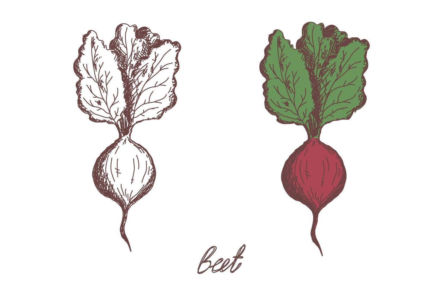 Esbozo realista de ilustración vectorial dibujado a mano de vegetales de remolacha. remolacha vegetal boceto dibujado a mano. comida ecológica. cosecha vector