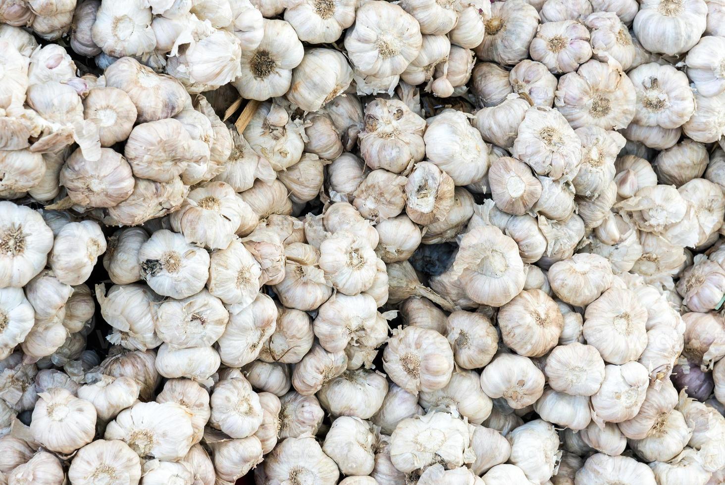 The Fresh garlic pile photo