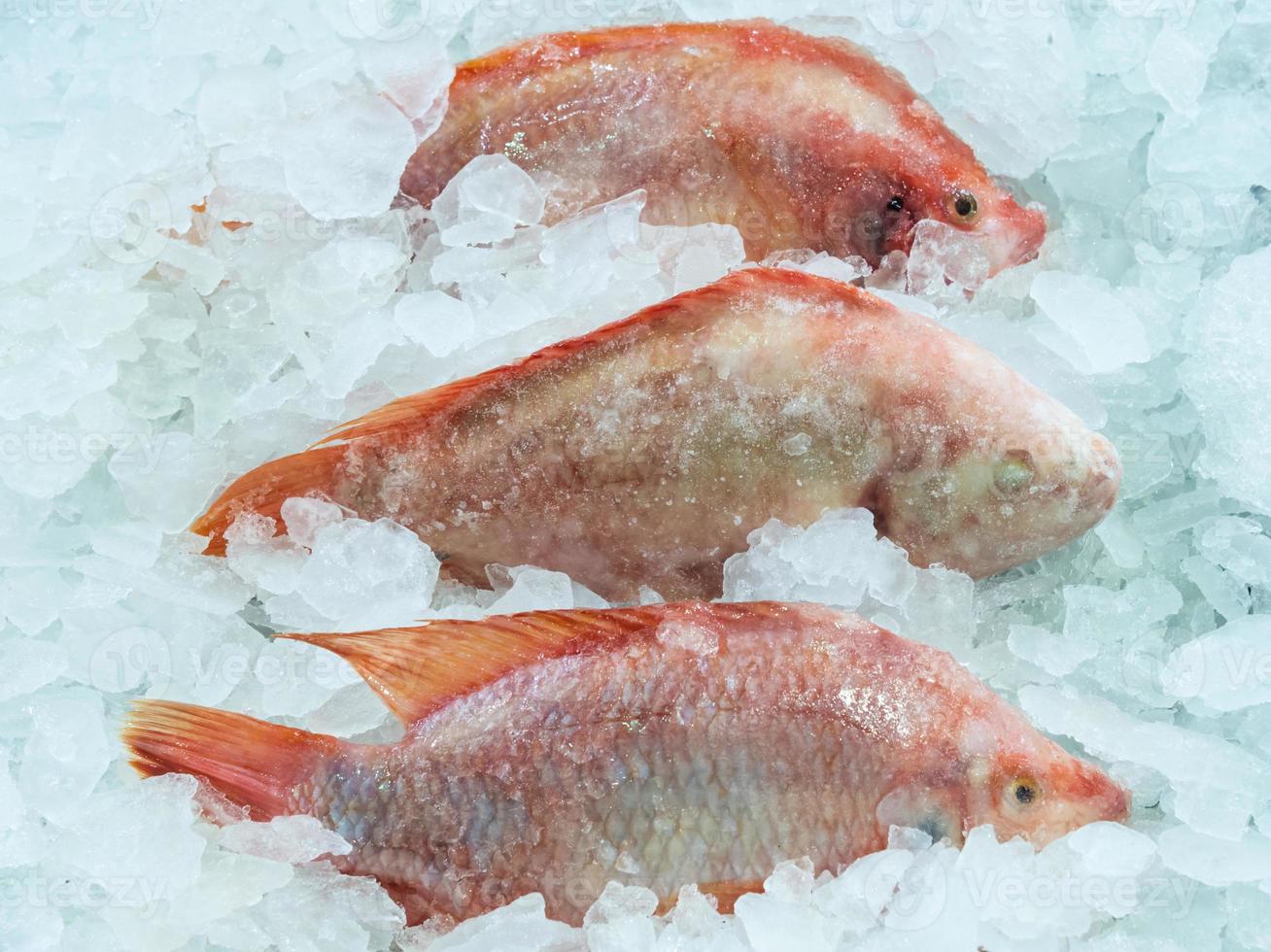 Fresh red fish photo