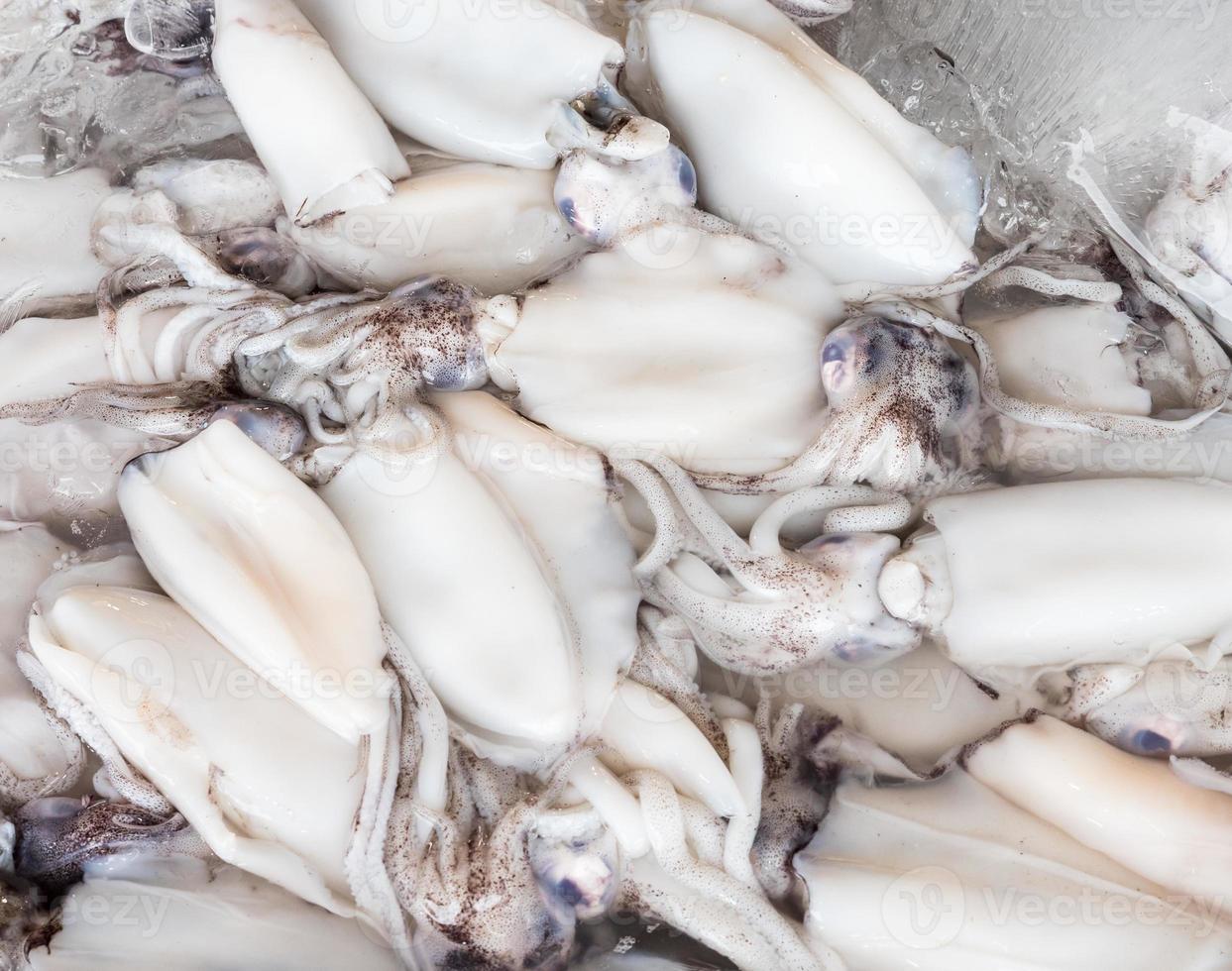 Fresh Shellfish in the tray with ice cube. photo