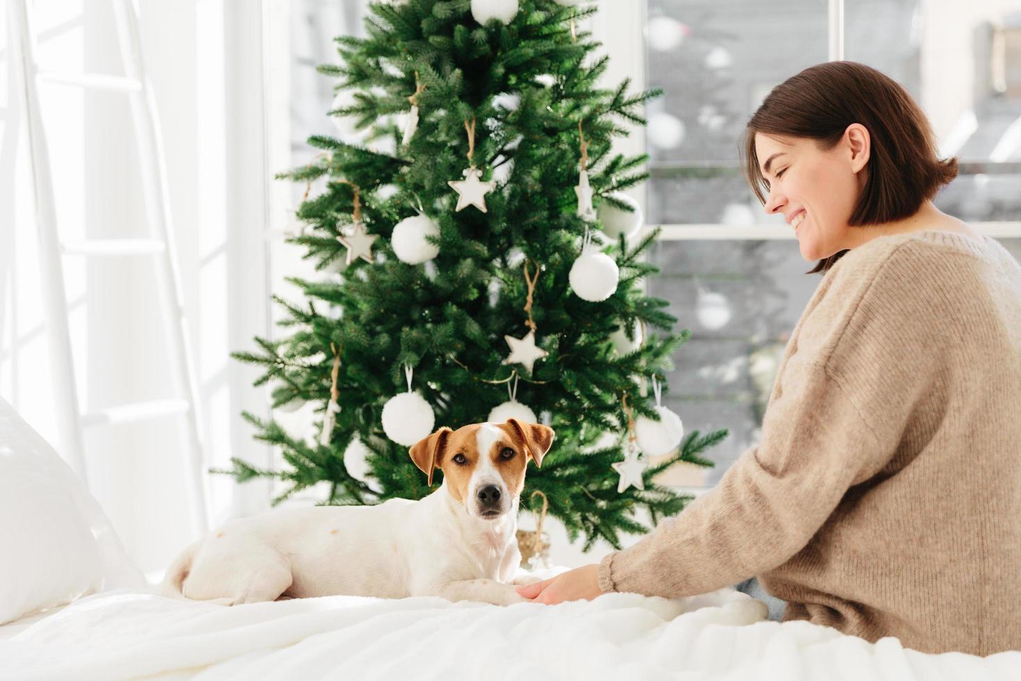 Delighted of optimistic woman with dark hair, wears warm winer sweater, expresses tender feelings to dog, pose on bed in bedroom, New Year tree in background. Merry Christams and happy holidays photo