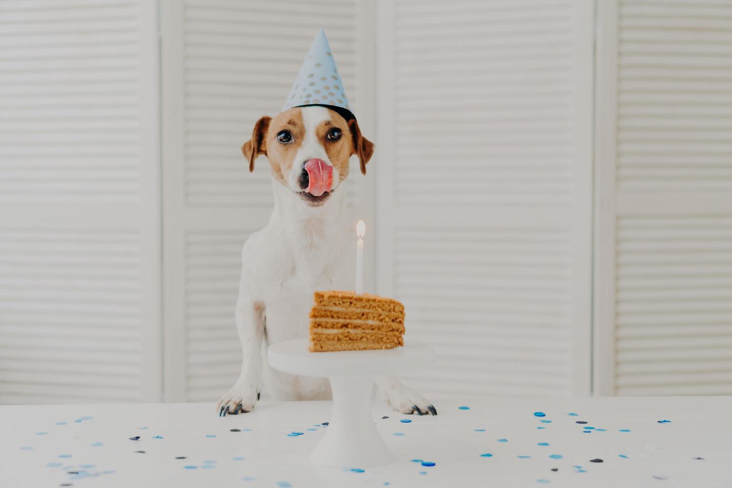 toma horizontal de un perro pequeño en una fiesta de cumpleaños, posa cerca de un delicioso pastel con vela, muestra la lengua como si quisiera comer, usa un sombrero de cono festivo. evento festivo y concepto de celebración foto