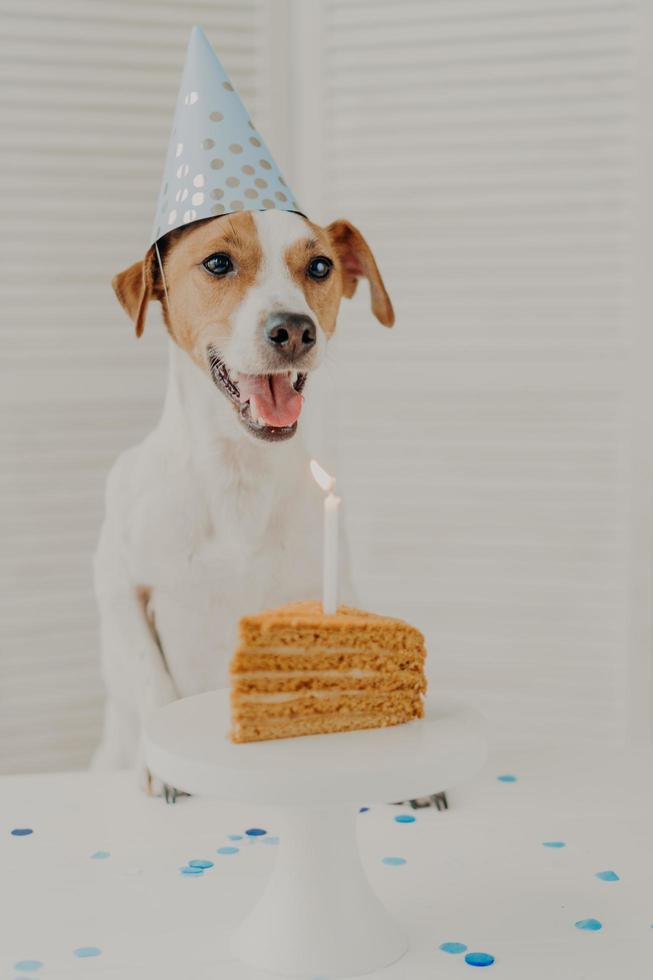 Indoor shot of jack russel terrier blows burning candle on birthday delicious cake, keeps paws on table, wears party hat, celebrates special occasion. Animals and celebration concept. Birthday dog photo