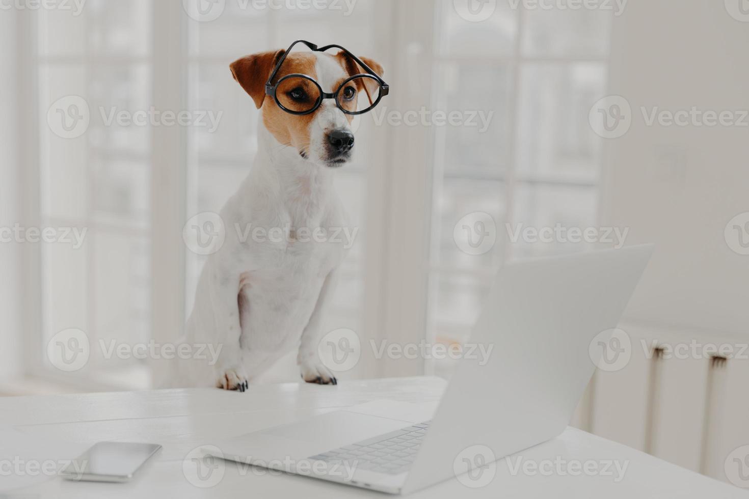Horizontal shot of jack russell terrier dog leans paws on white table, wears funny transparent glasses, works on laptop computer instead of owner, poses in white cabinet or office. Working time photo