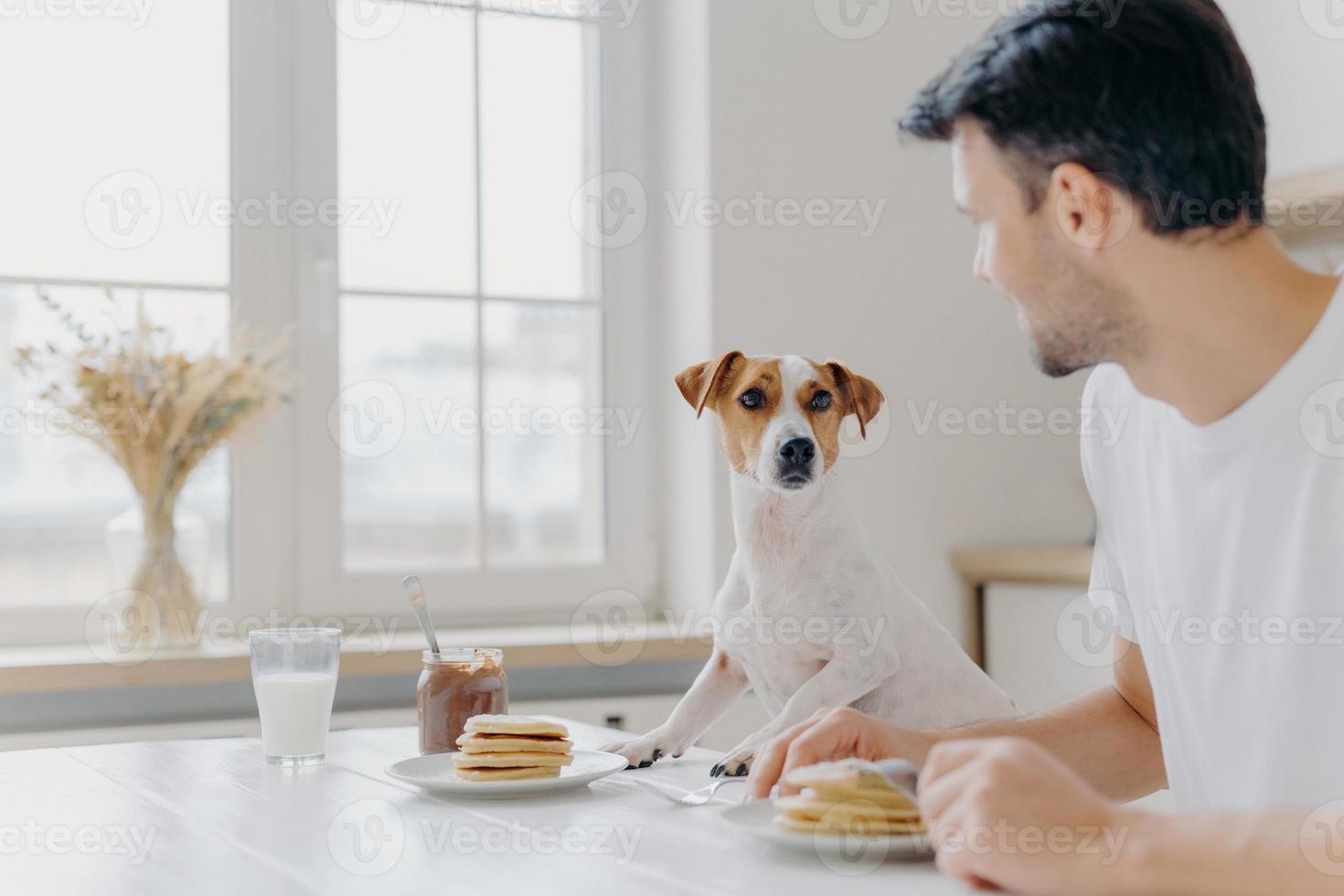 Young man turns away from camera, looks attentively at pedigree dog, have lunch together, eat tasty delicious pancakes at kitchen table, use forks, pose in spacious light room with big window photo