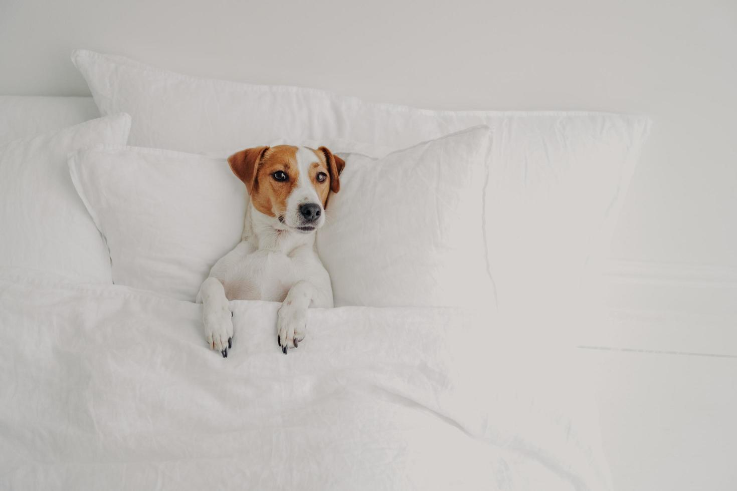 Photo of small pedigree dog lies in comfortable bed under soft blanket, enjoys cozy domestic atmosphere in clean white bedroom, waits for owner. Jack russell terrier in human bed, has rest.