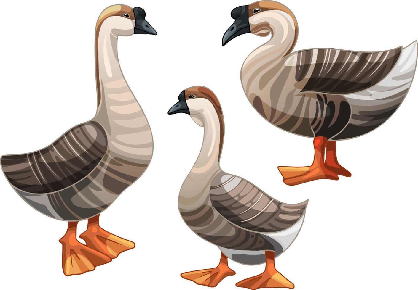 Set of hand drawn geese The breed of African Goose vector