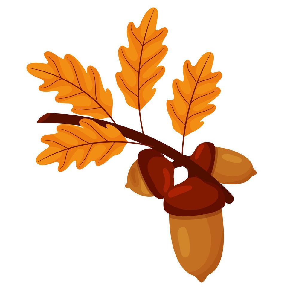 rama de roble de dibujos animados en otoño. bellota en una rama. elemento vectorial para el diseño de otoño. vector