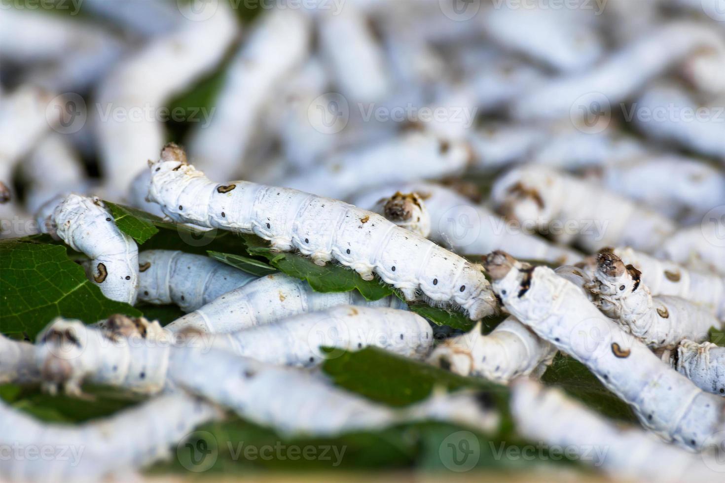 Silkworm eating mulberry green leaf photo