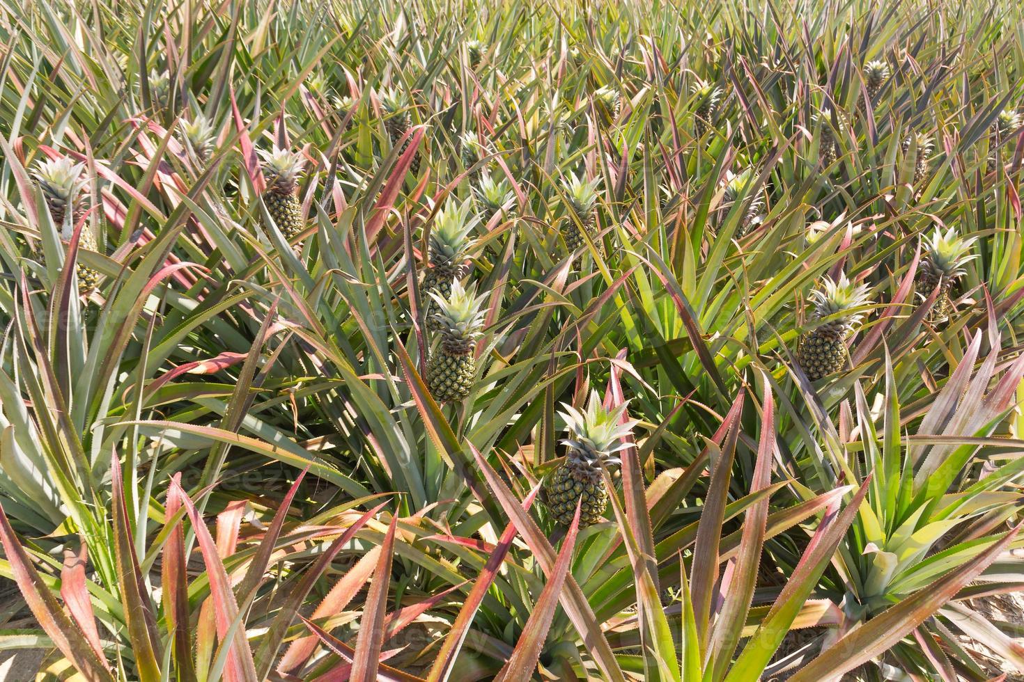 Pineapple plantation field photo