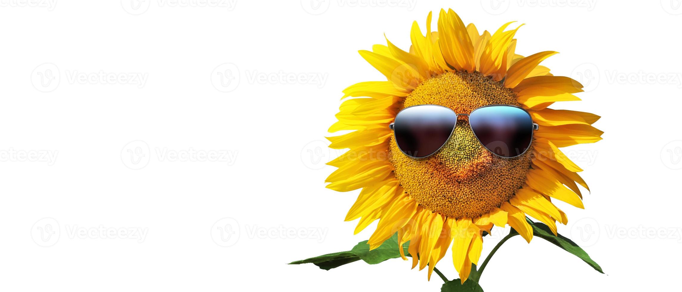 Funny sunflower with sunglasses on a white background photo