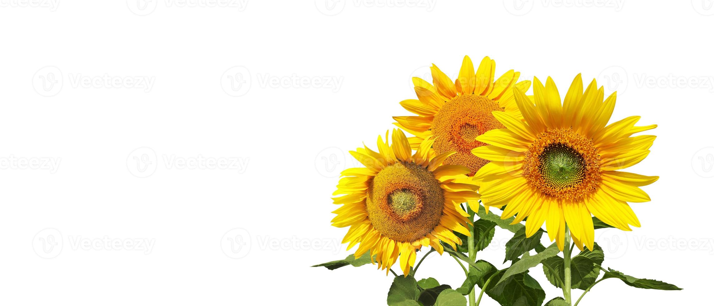 Flower of sunflower isolated on white background. photo