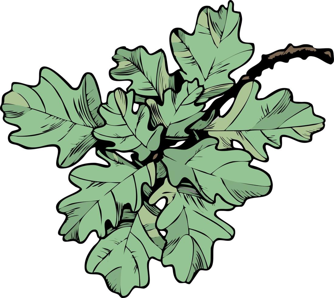 Vector illustration, an oak branch with green leaves and veins on a transparent background