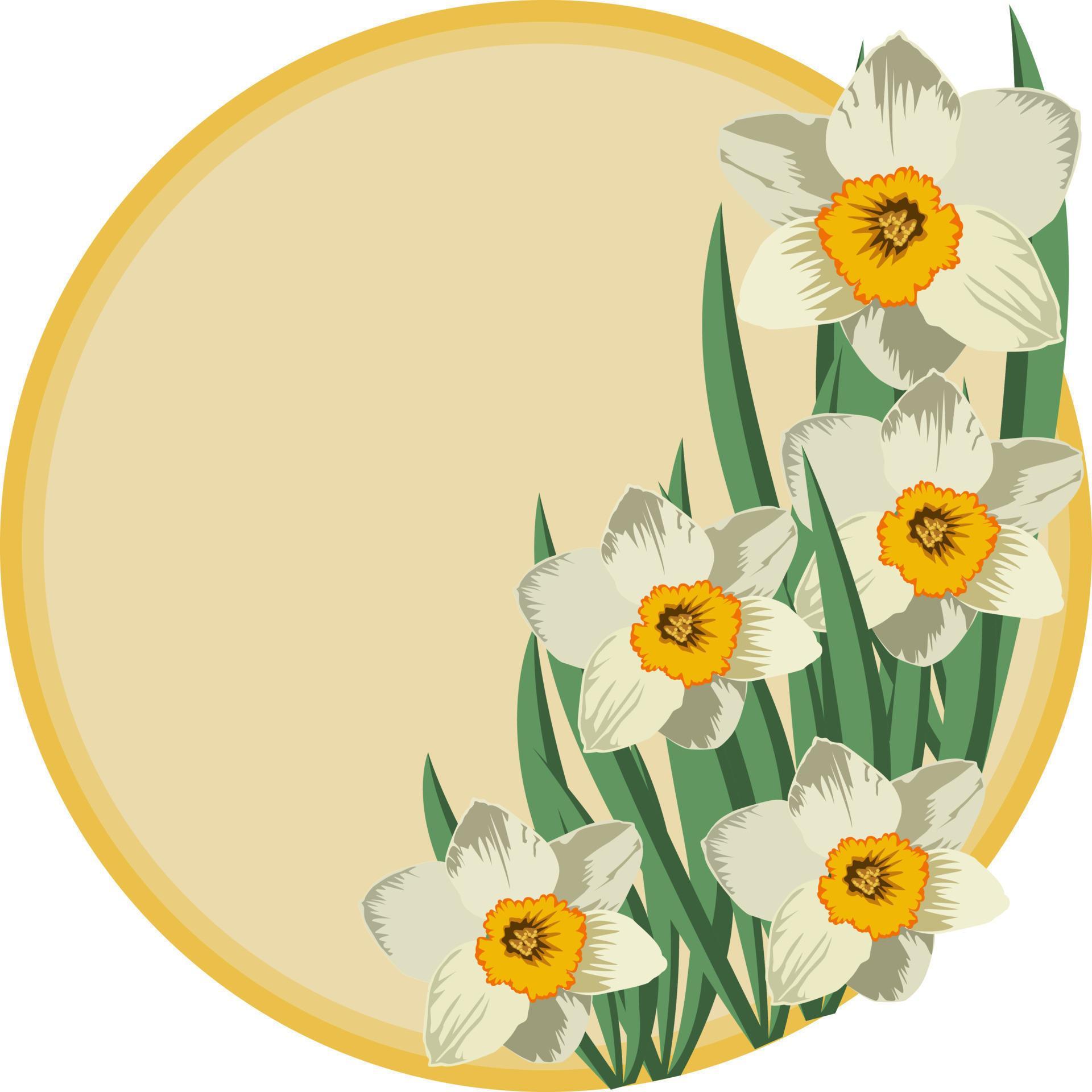 Bouquet of narcissus flowers, round frame copy space, vector