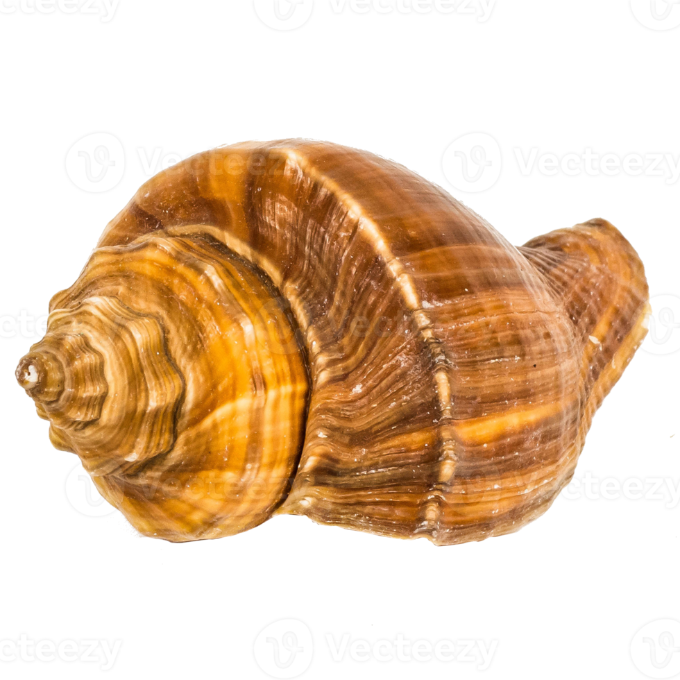 Sea shellfish isolated on white background png