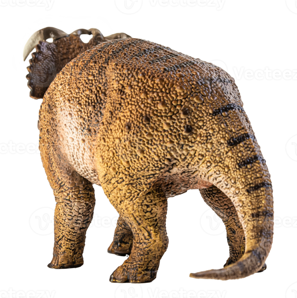 Pachyrhinosaurus  , dinosaur on white background . png