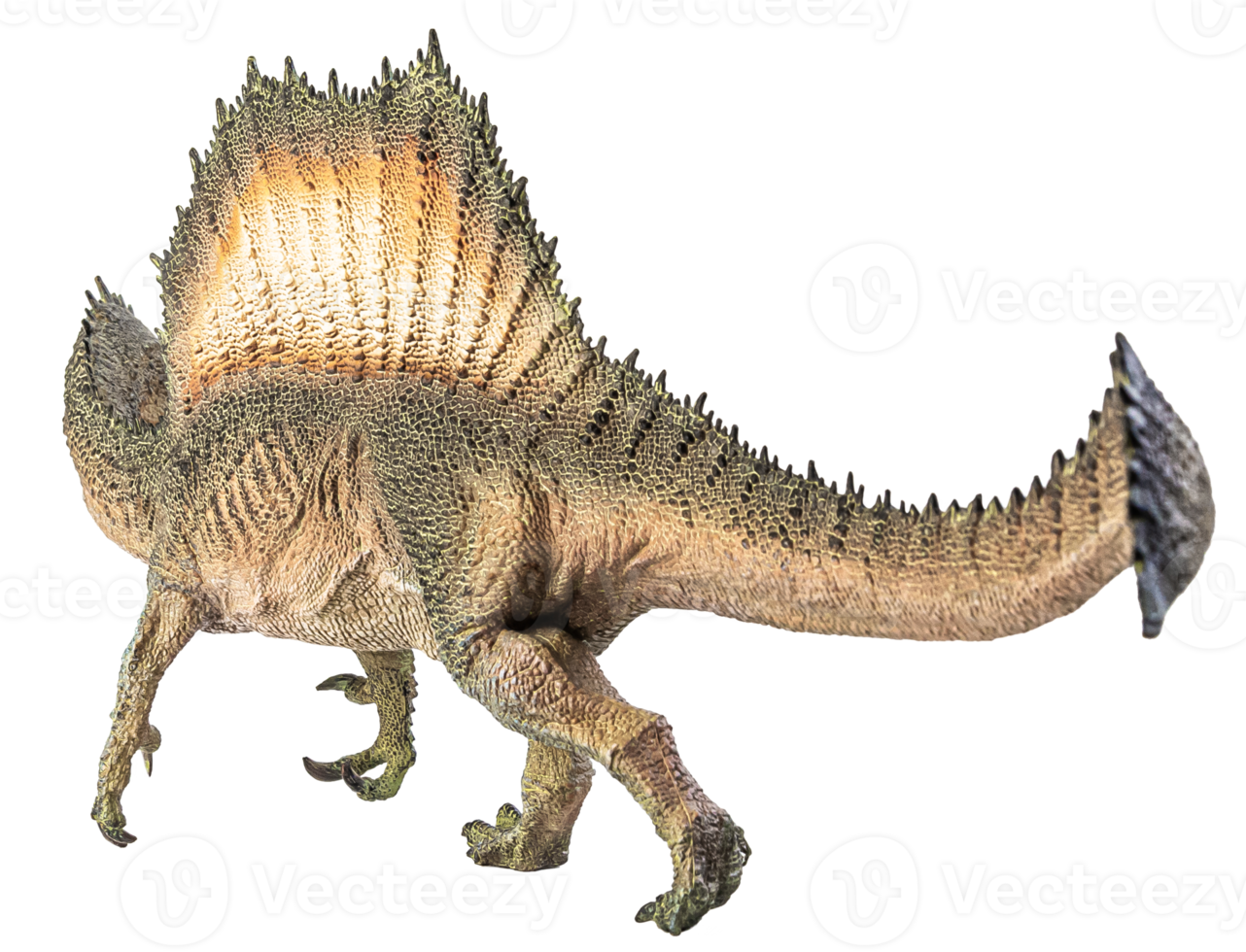 Spinosaurus , dinosaur on white background . png