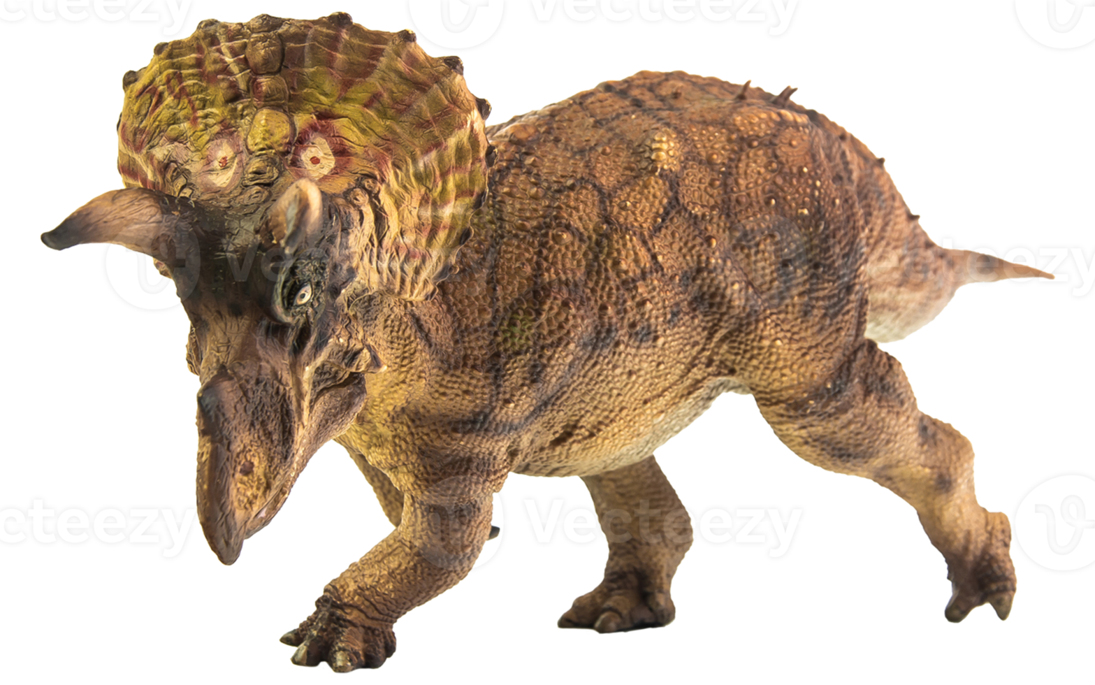 Triceratops  , dinosaur on white  background . Clipping path png