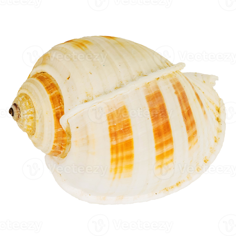 Sea shellfish isolated on white background png