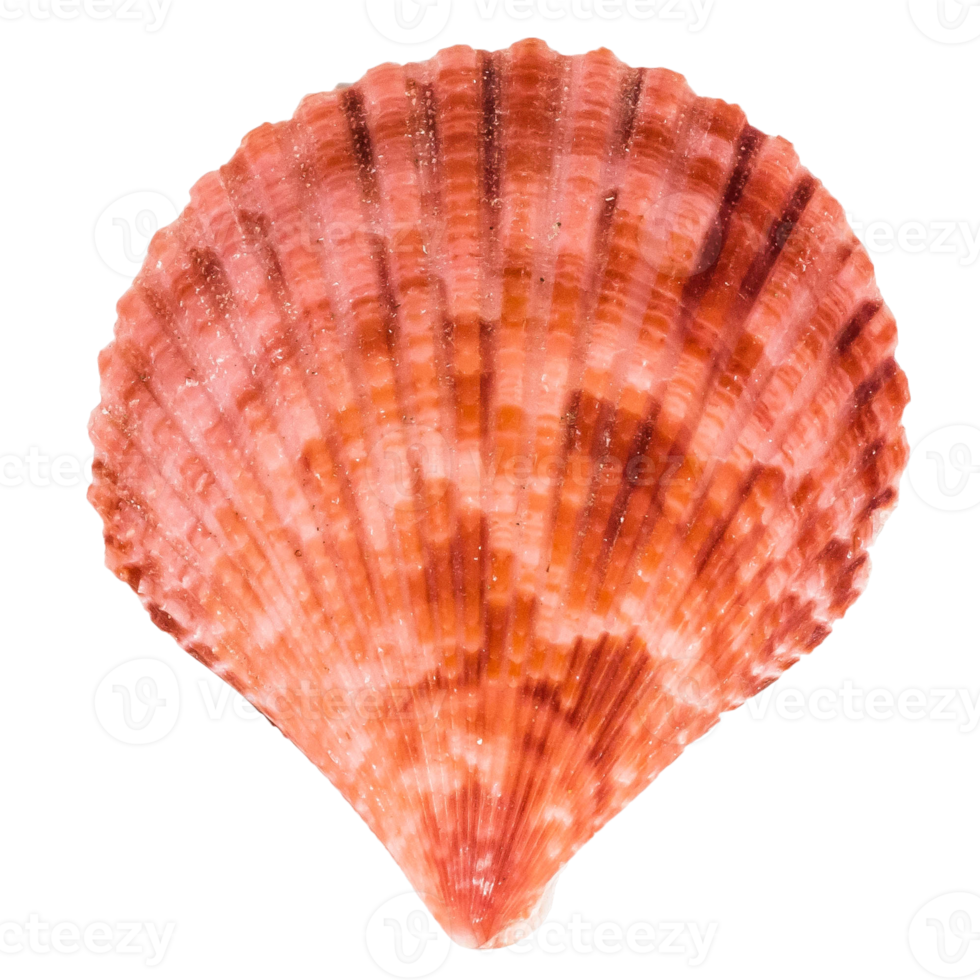 Sea shellfish isolated on white background png