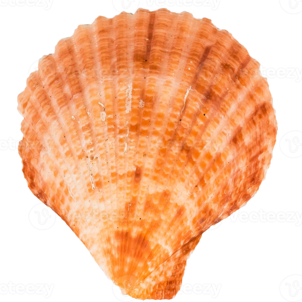 Sea shellfish isolated on white background png