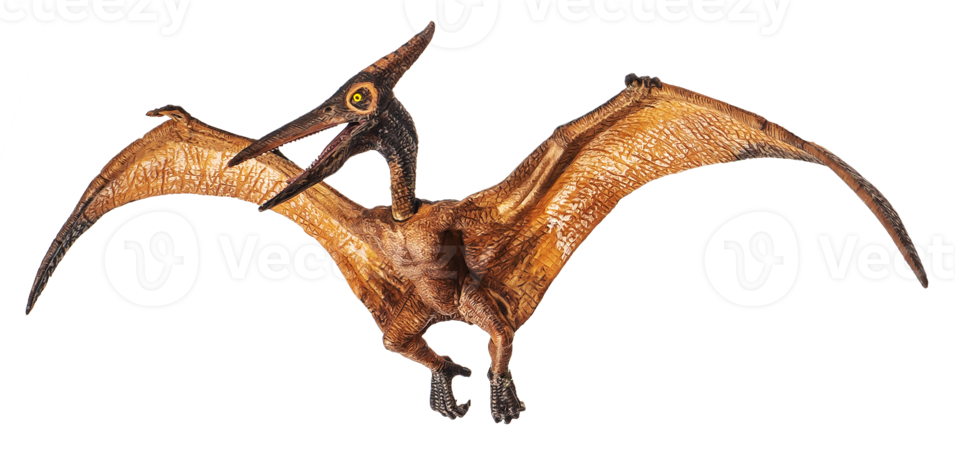 Pteranodon Pterodactyl Dinosaur on white background png