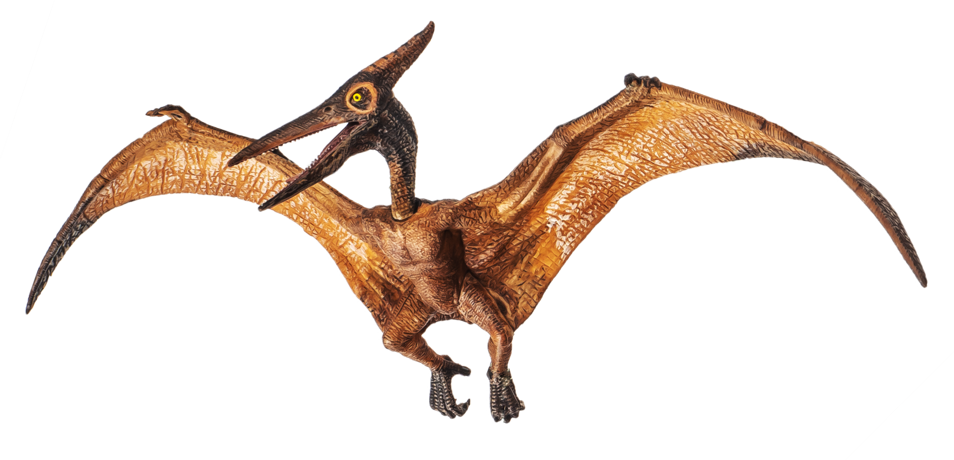 Pteranodon Pterodactyl Dinosaur on white background 8844315 PNG