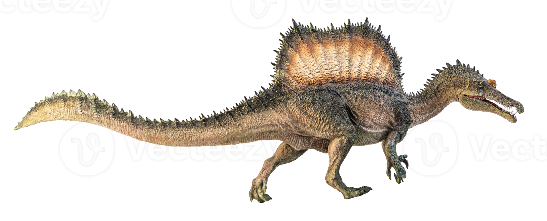 Spinosaurus , dinosaur on white background . png