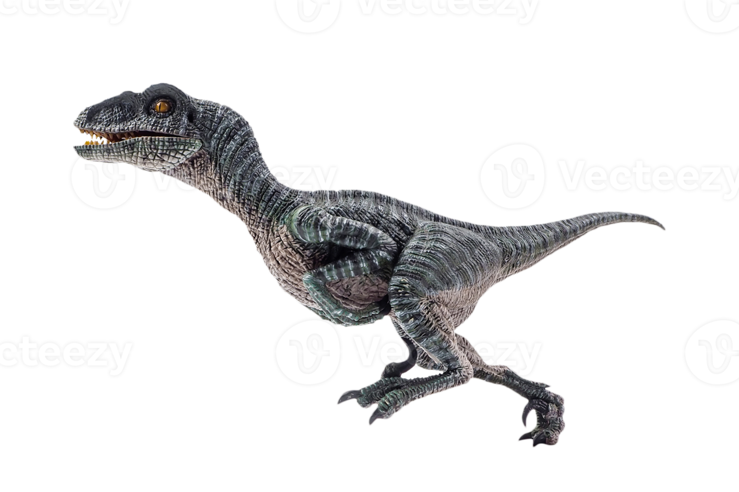 dinosaur , Velociraptor on white background . png