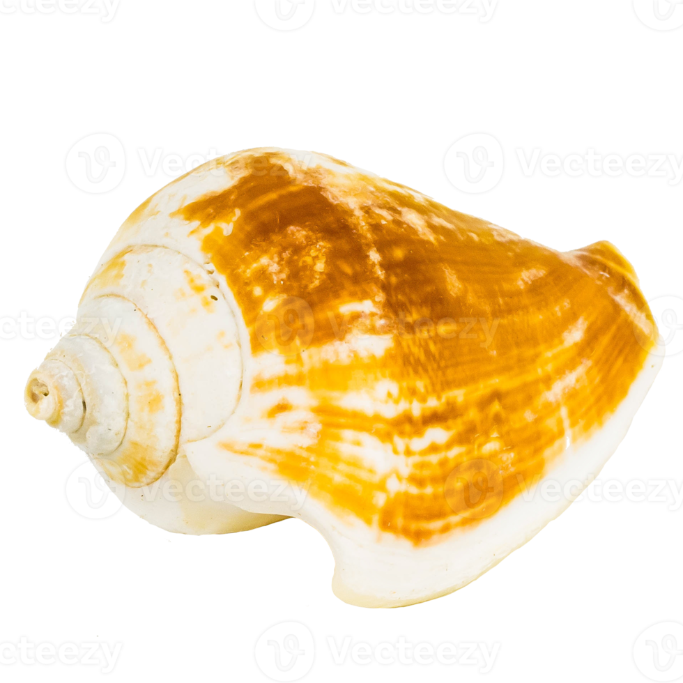 Sea shellfish isolated on white background png