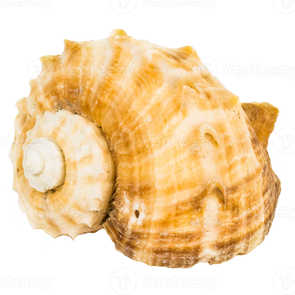 Sea shellfish isolated on white background png