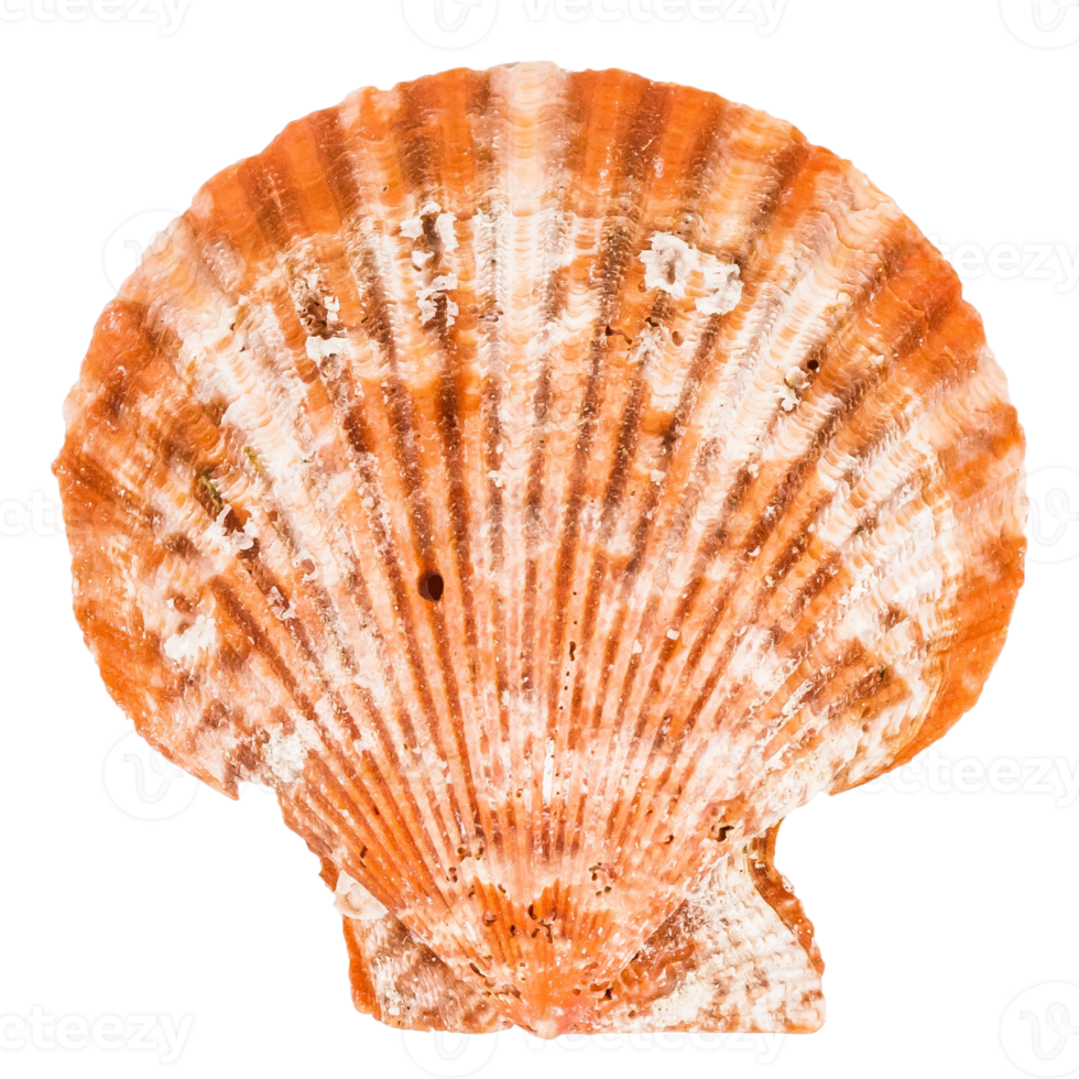 Sea shellfish isolated on white background png