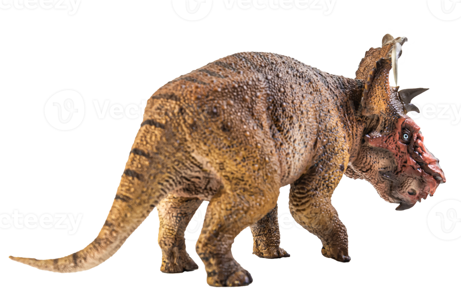 Pachyrhinosaurus  , dinosaur on white background . png