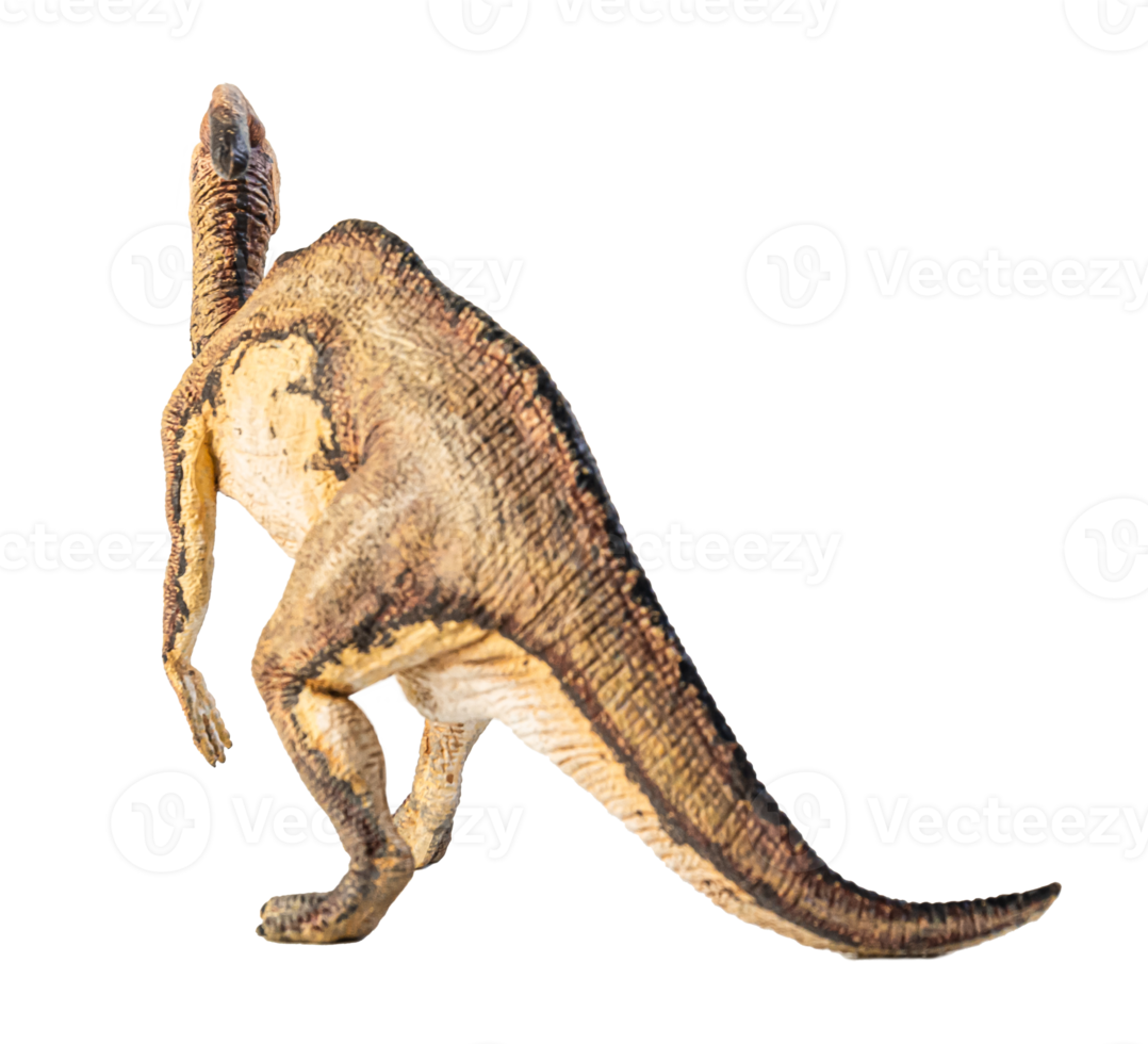Parasaurolophus  , dinosaur on white background . png