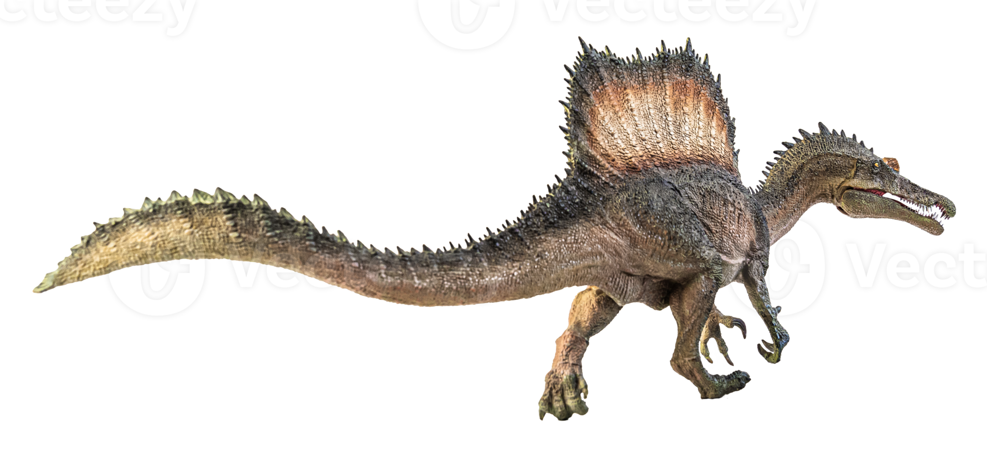 Spinosaurus , dinosaur on white background . png