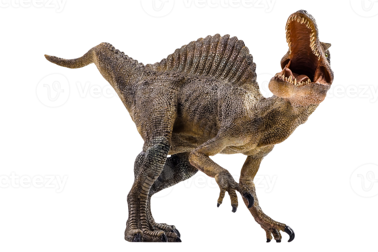 Spinosaurus , dinosaur on white background . png