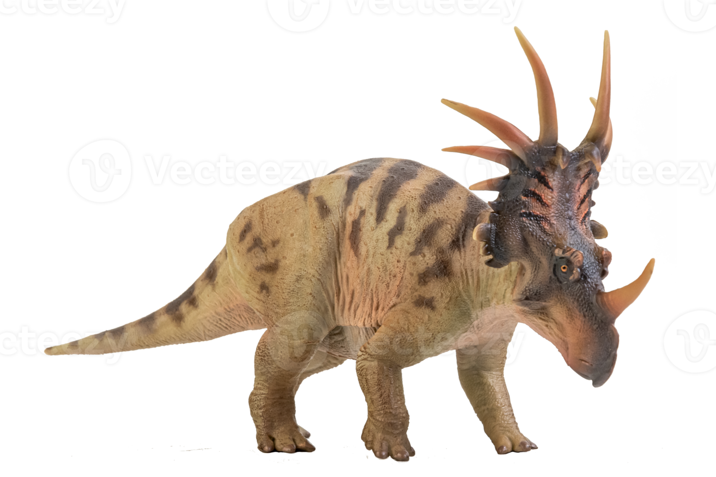 Styracosaurus  Dinosaur on isolate background png