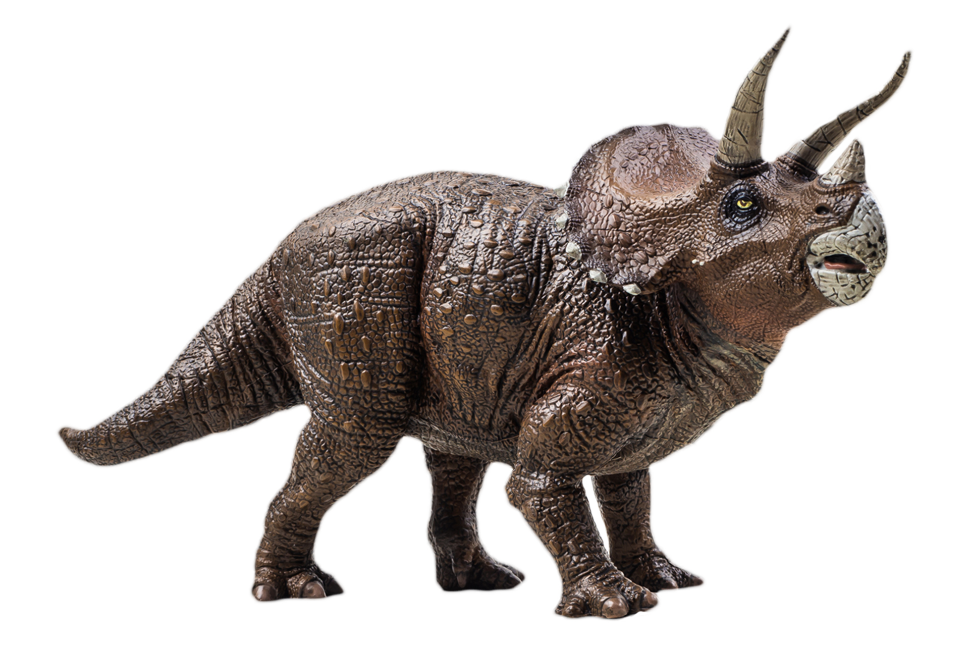 triceratops, dinossauro em fundo branco. caminho de recorte 8844237 PNG