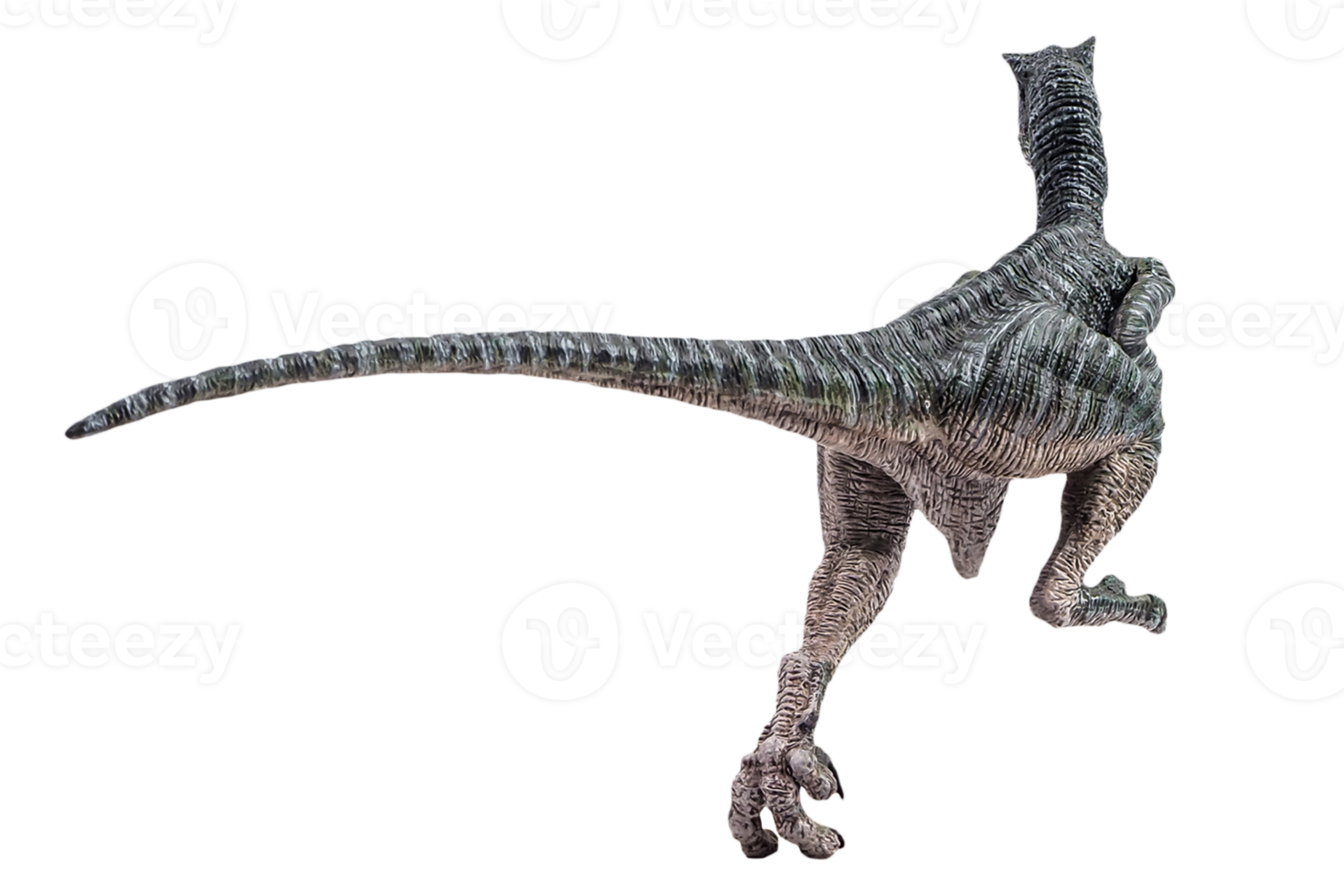 dinosaur , Velociraptor on white background . png