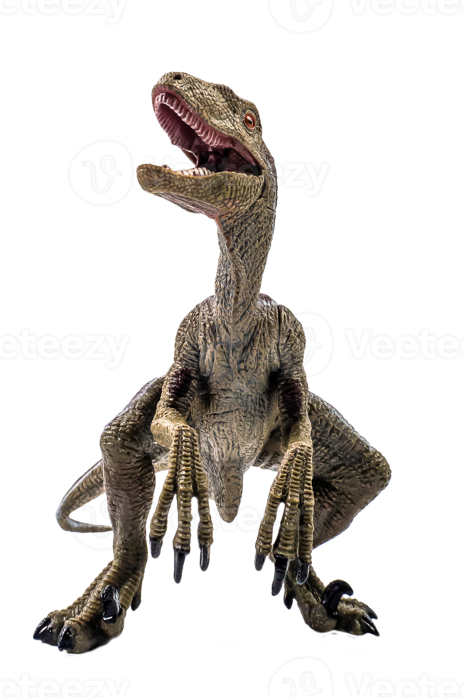 dinosauro, velociraptor su sfondo bianco. png